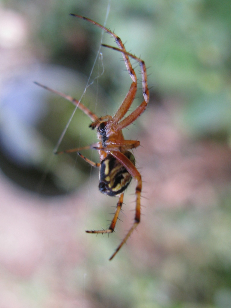 Neoscona adianta